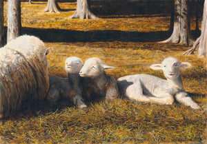 Thomas Clements Painting of a Columbia Sheep laying in a pasture with three young Triplet Lambs, on a sunny day Giclée Print.