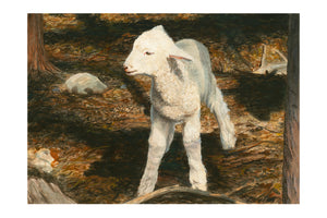 COOPWORTH LAMB